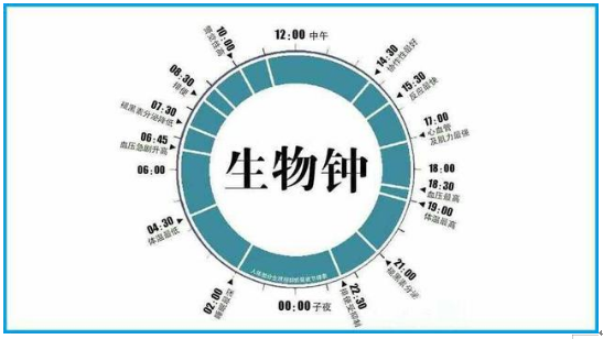 生物鐘與睡眠有什么關(guān)系？